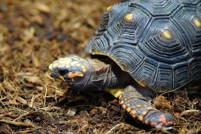 tortue
