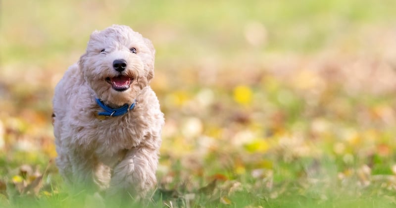 Bichon Frise: Der komplette Ratgeber für den fröhlichen Begleiter