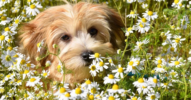 Bichon Frisé kaufen: Welpen, Züchter und die Preisrealität