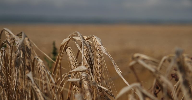 Nekrotisierende Fasziitis: Symptome erkennen und Leben retten